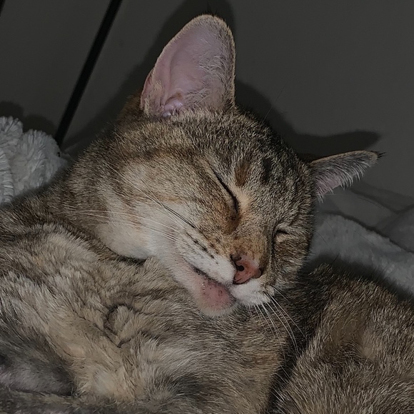 Meet your Posher, Sara - Picture 1 of 1